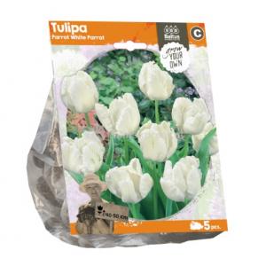 Baltus Tulipa Parrot White Parrot tulpen bloembollen per 5 stuks